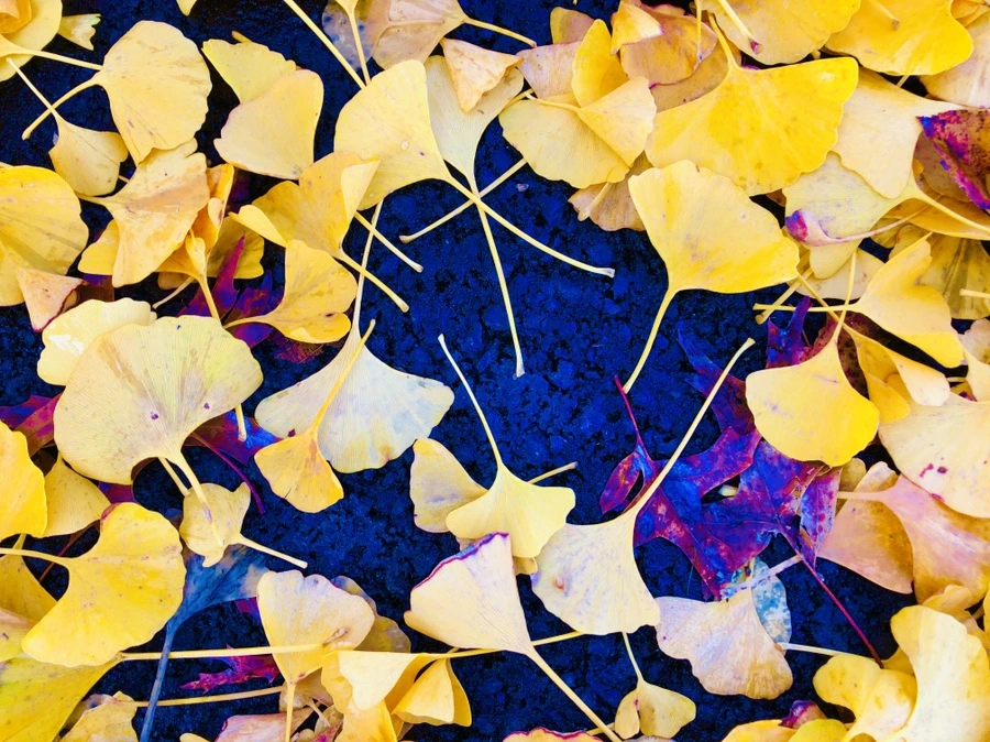 IMG_4675.jpg?type=w966