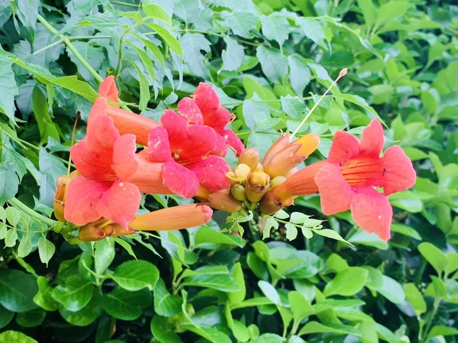 IMG_1091.jpg?type=w966