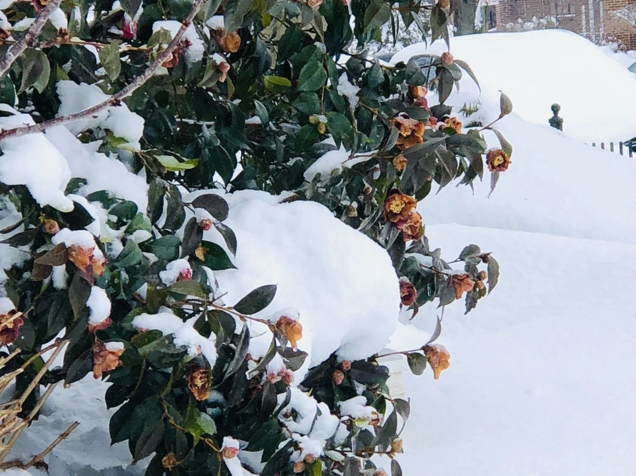 IMG_9072.jpg?type=w966