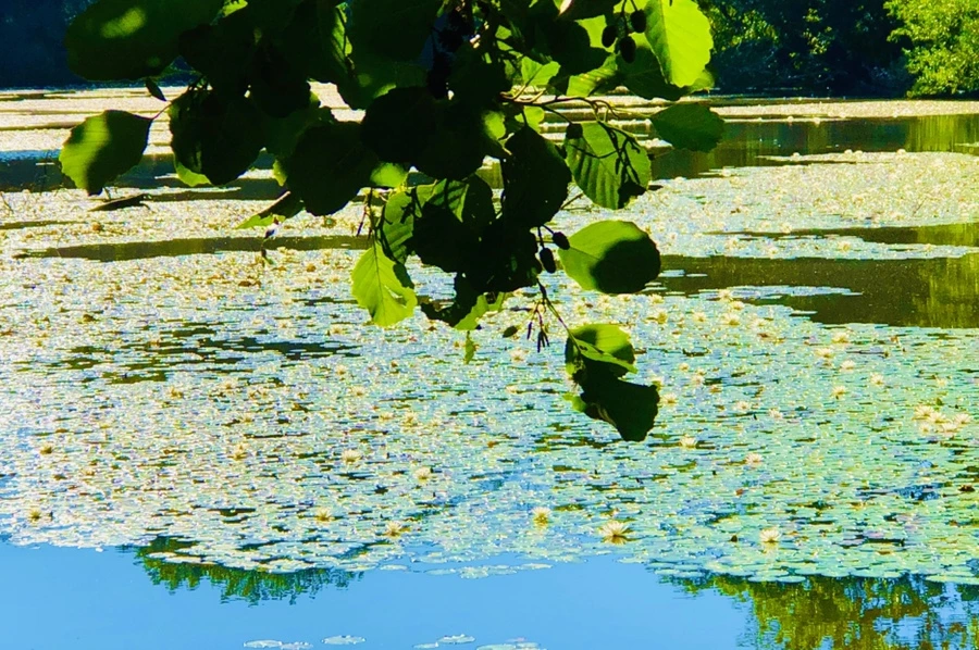 IMG_2326.jpg?type=w966