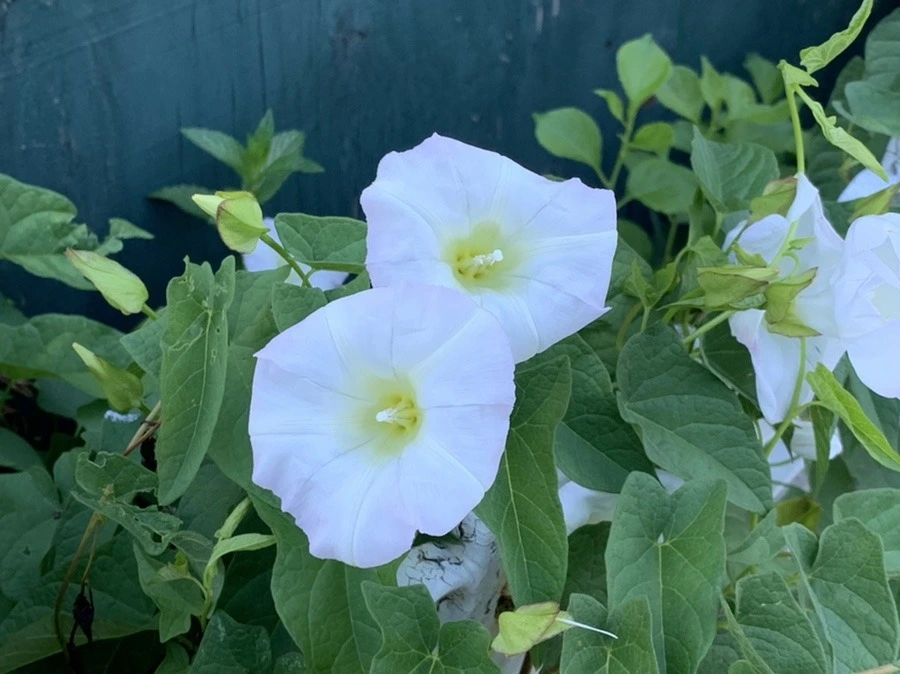 uaGgMEntJ3lM5il5WwF6t-ykWLA