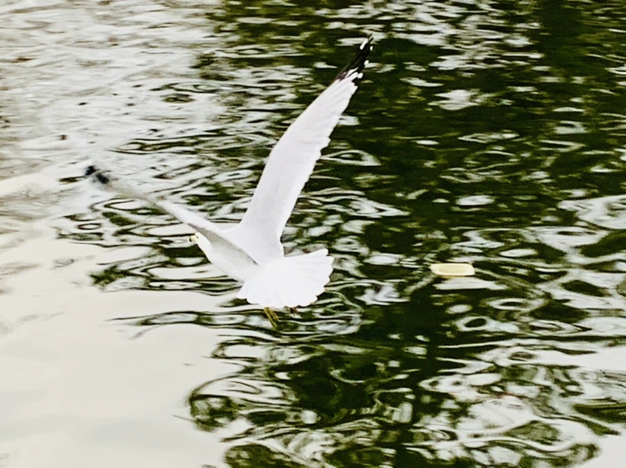 IMG_1757.jpg?type=w966