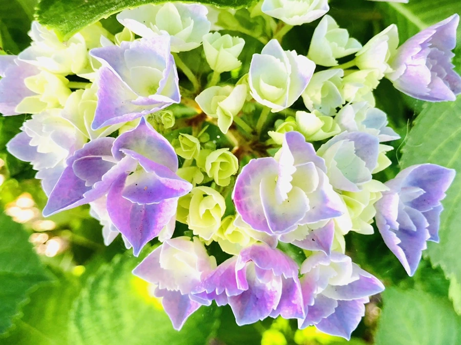 IMG_8589.jpg?type=w966