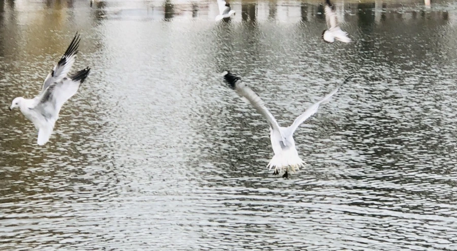 IMG_3266.jpg?type=w966