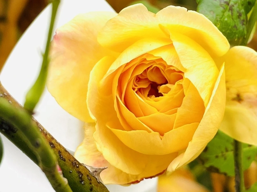 jWYKoJ6tK_yqtWESLIAvPsM_UDY