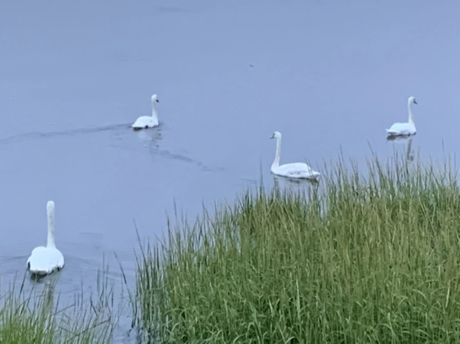 IMG_6639.jpg?type=w966