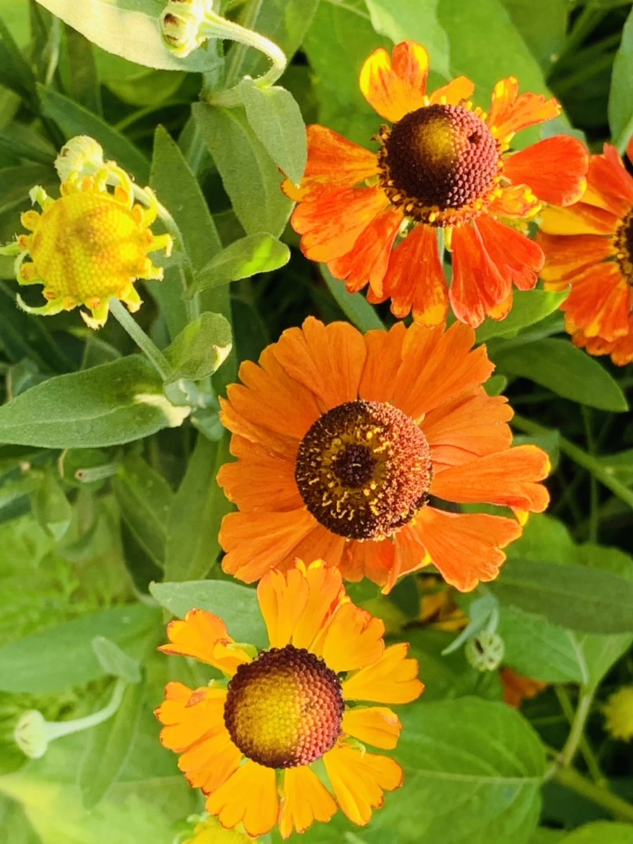 IMG_8435.jpg?type=w966