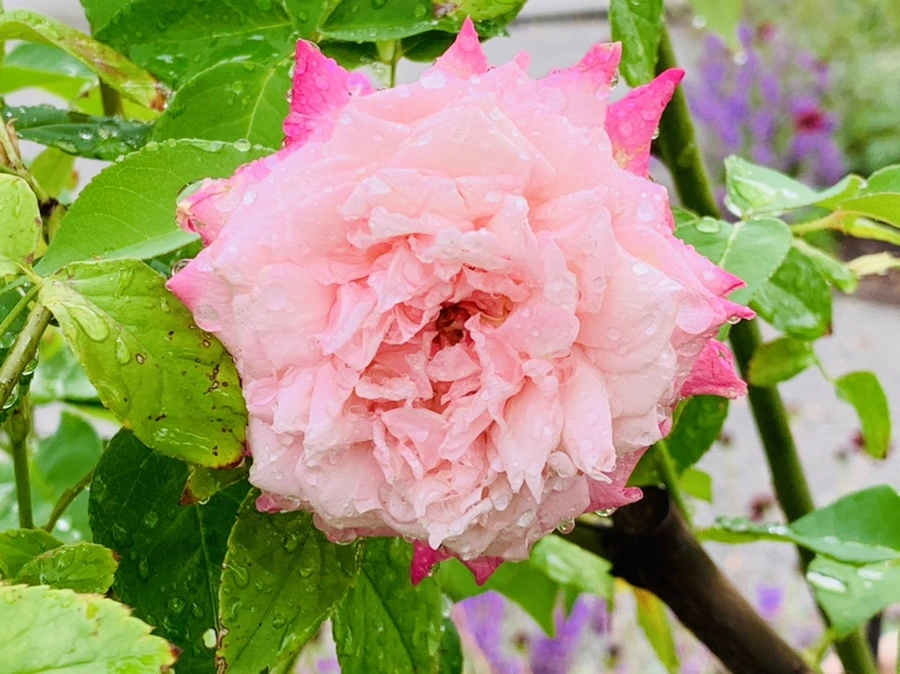 IMG_9581.jpg?type=w966