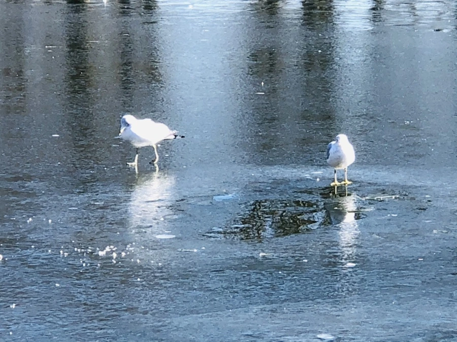 IMG_7790.jpg?type=w966