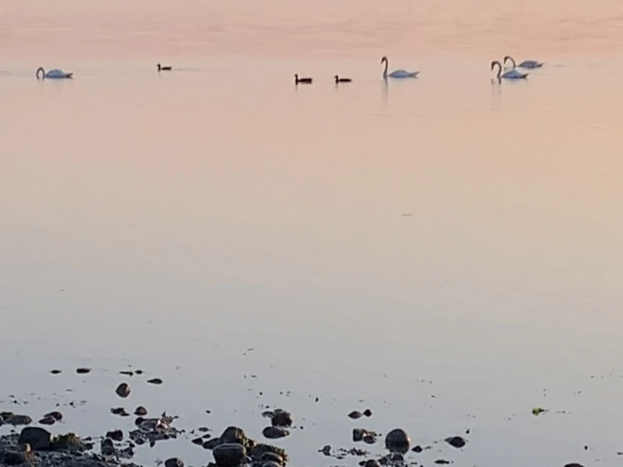 IMG_0201.jpg?type=w966