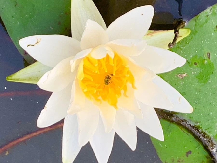 IMG_6608.jpg?type=w966