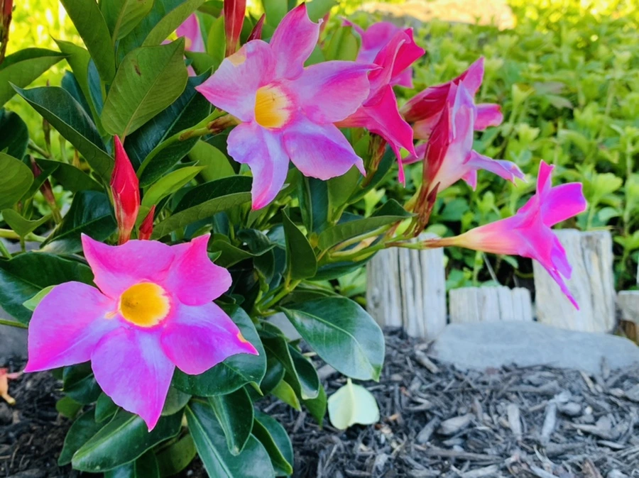 IMG_2188.jpg?type=w966