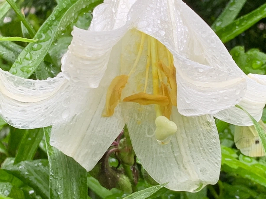 IMG_0128.jpg?type=w966