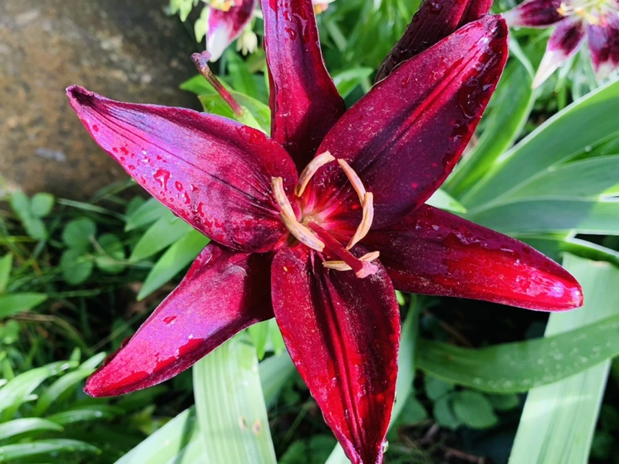 IMG_7322.jpg?type=w966