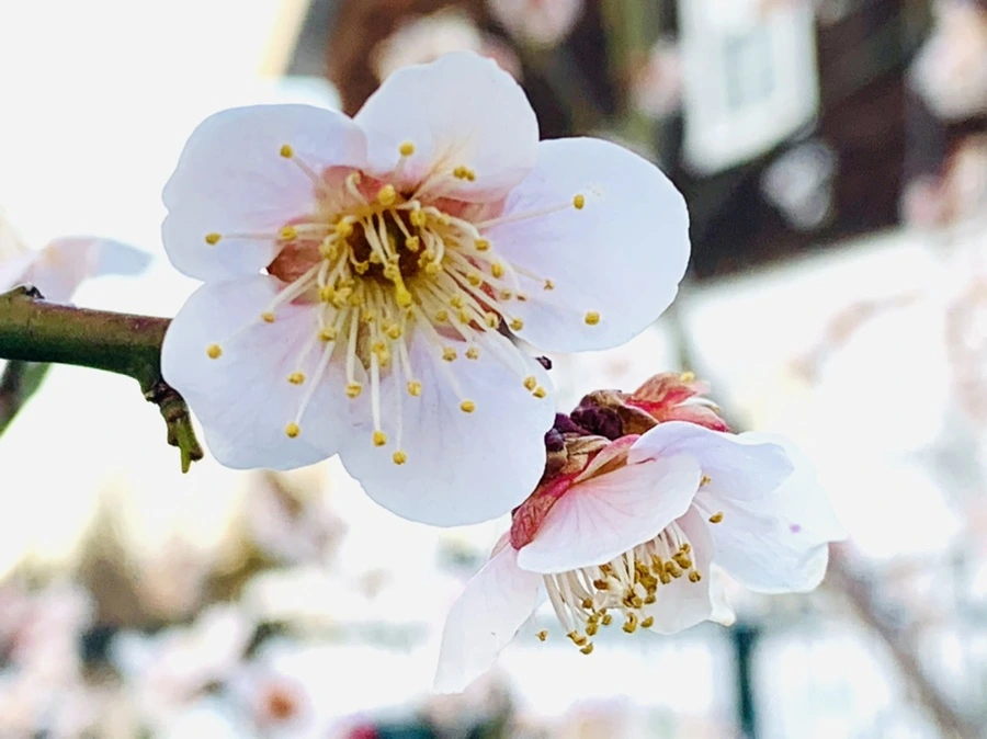 IMG_2312.jpg?type=w966