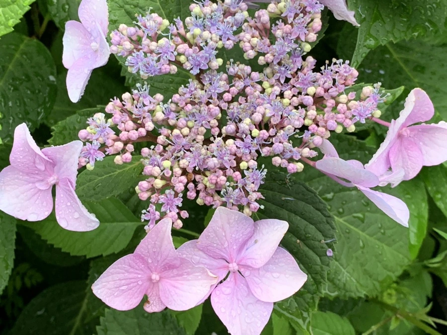 IMG_6202.jpg?type=w966