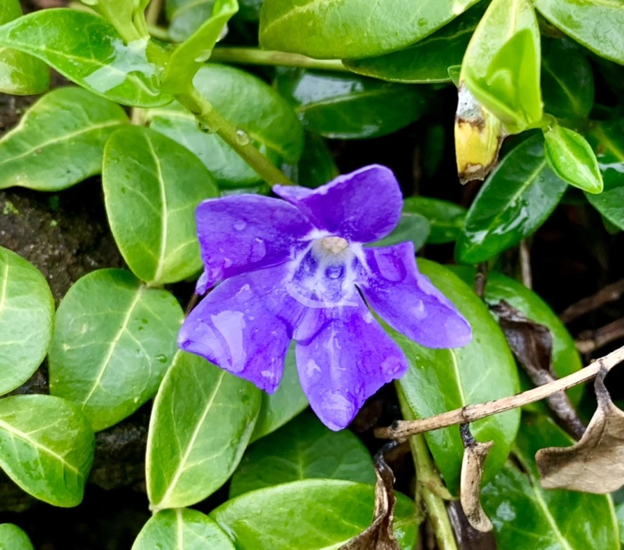 IMG_5350.jpg?type=w966