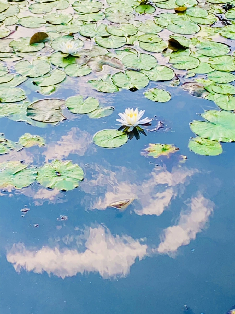 IMG_5852.jpg?type=w966