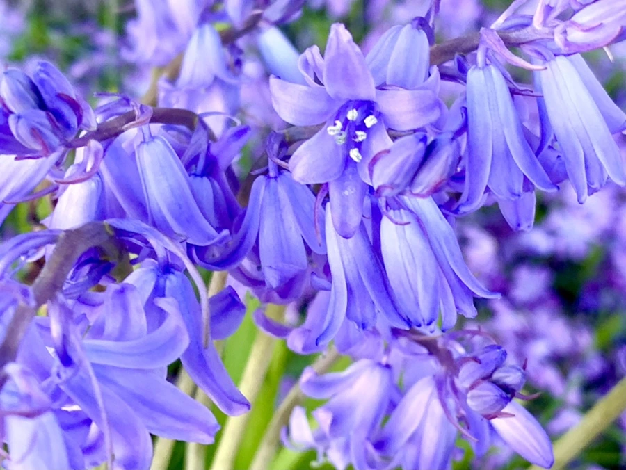 IMG_8224.jpg?type=w966