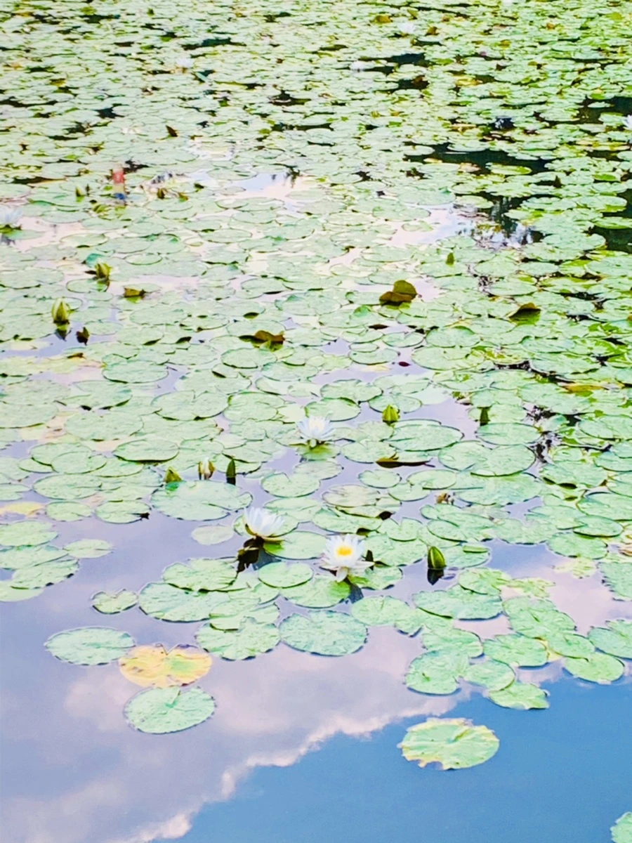 IMG_0418.jpg?type=w966