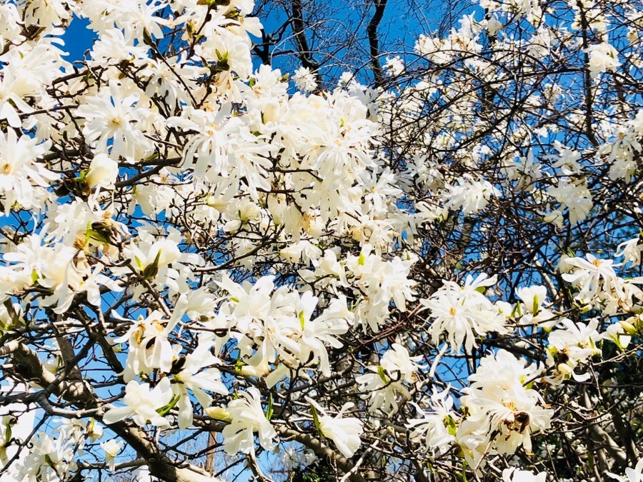 IMG_4437.jpg?type=w966