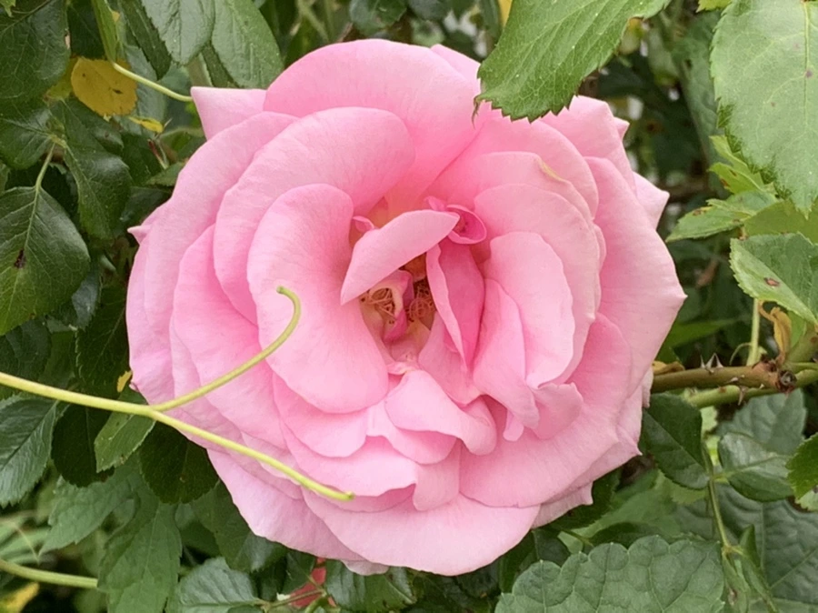 IMG_4877.jpg?type=w966