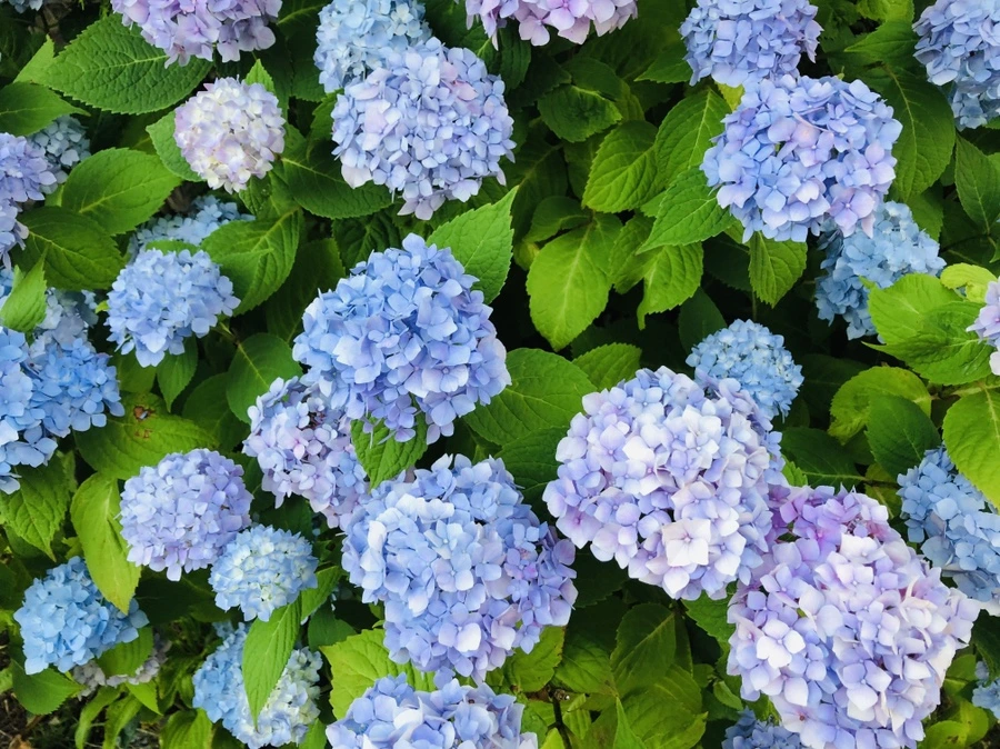 IMG_0516.jpg?type=w966