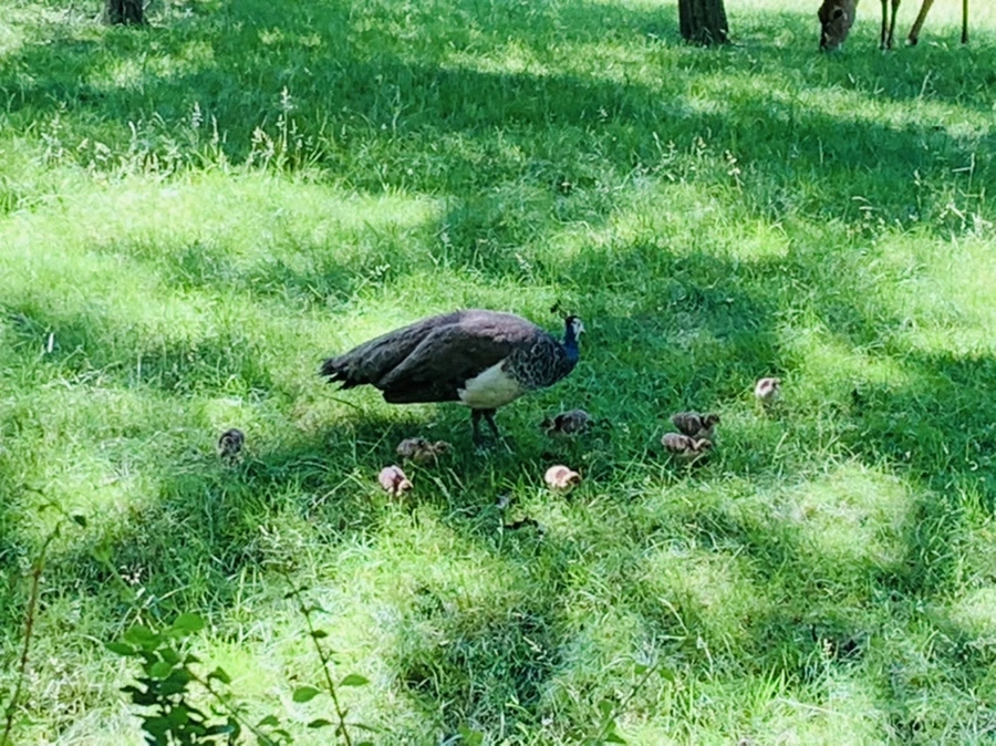 IMG_4307.jpg?type=w966