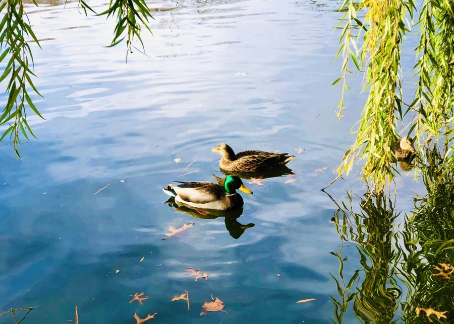 IMG_6003.jpg?type=w966