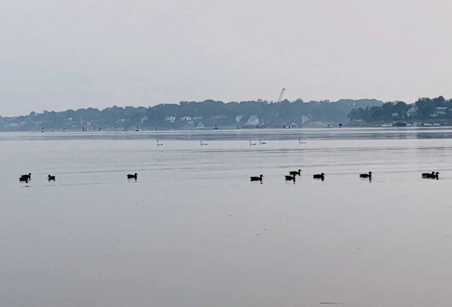 IMG_8420.jpg?type=w966