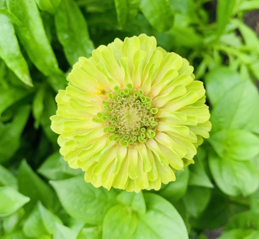 IMG_9550.jpg?type=w966