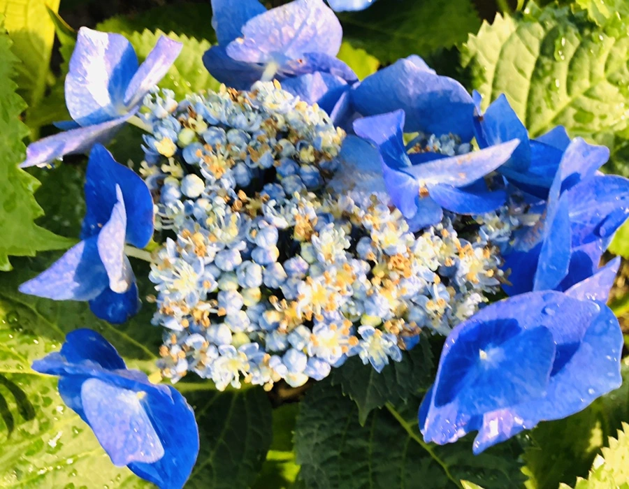 IMG_8702.jpg?type=w966