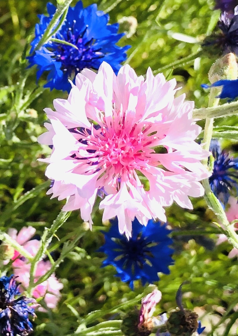 IMG_9172.jpg?type=w966