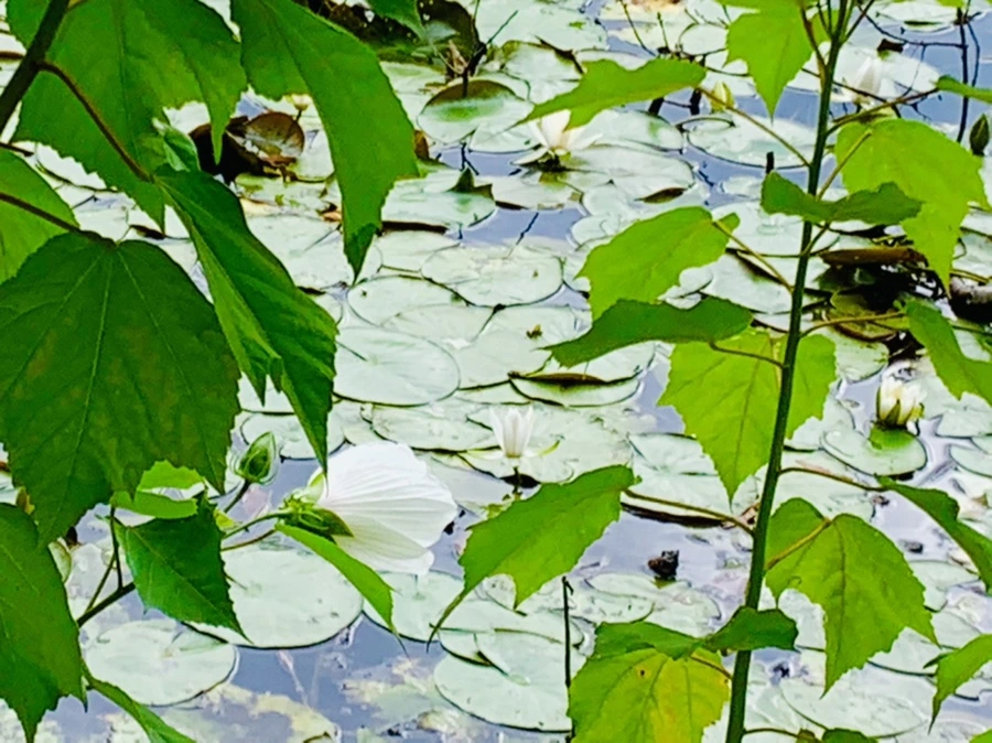 IMG_5202.jpg?type=w966