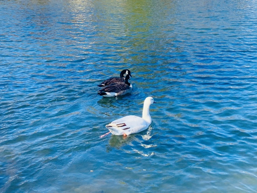 IMG_6790.jpg?type=w966