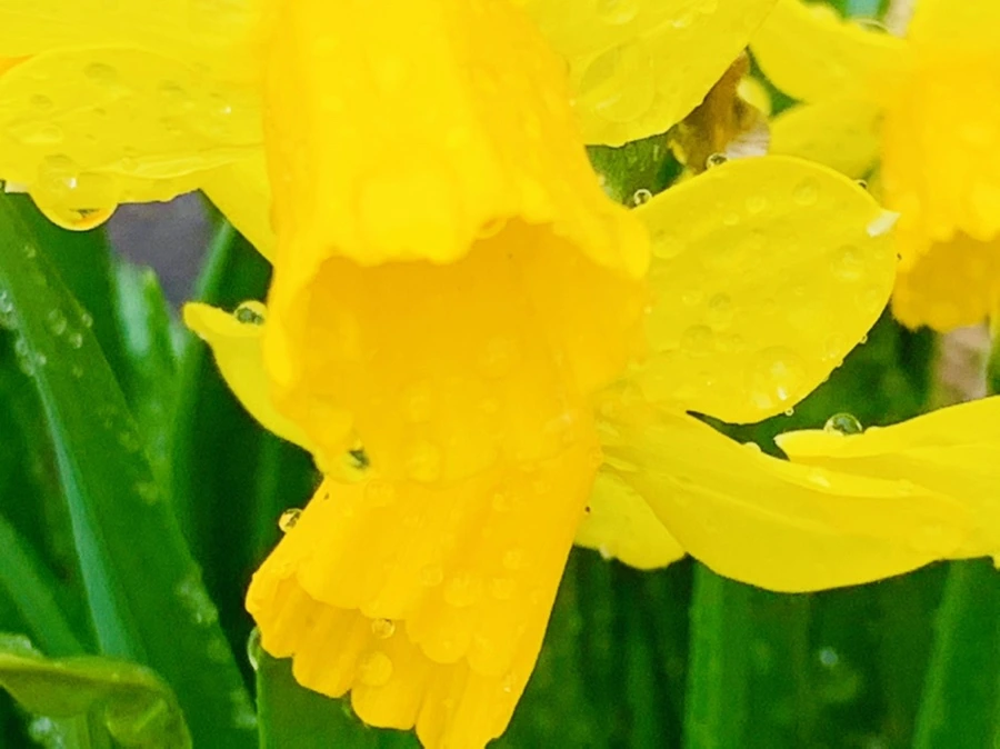 IMG_5012.jpg?type=w966