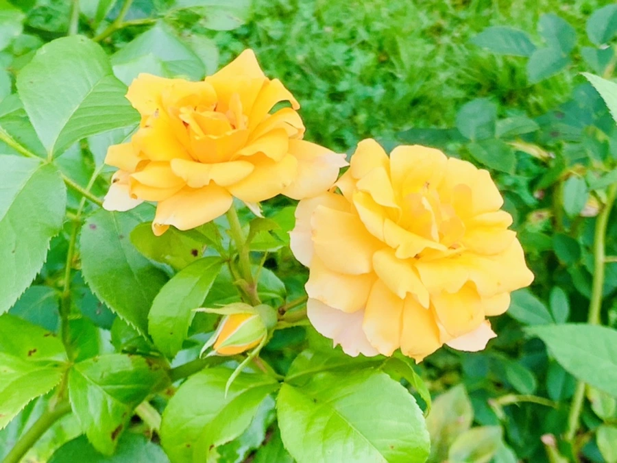 IMG_8737.jpg?type=w966