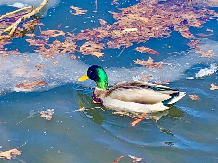 IMG_6810.jpg?type=w966