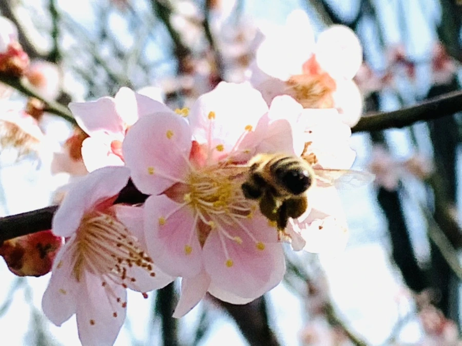 IMG_4230.jpg?type=w966