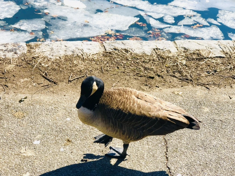 IMG_5106.jpg?type=w966