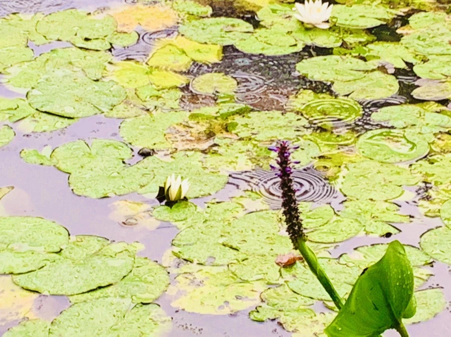 IMG_8328.jpg?type=w966