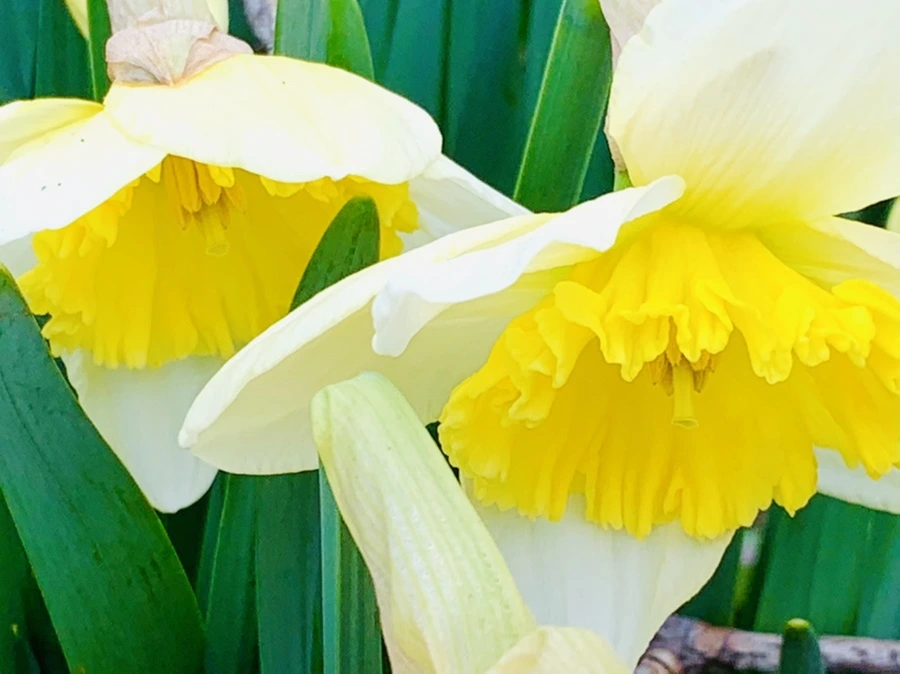 IMG_3685.jpg?type=w966