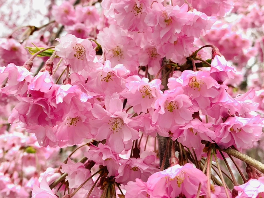 IMG_0813.jpg?type=w966