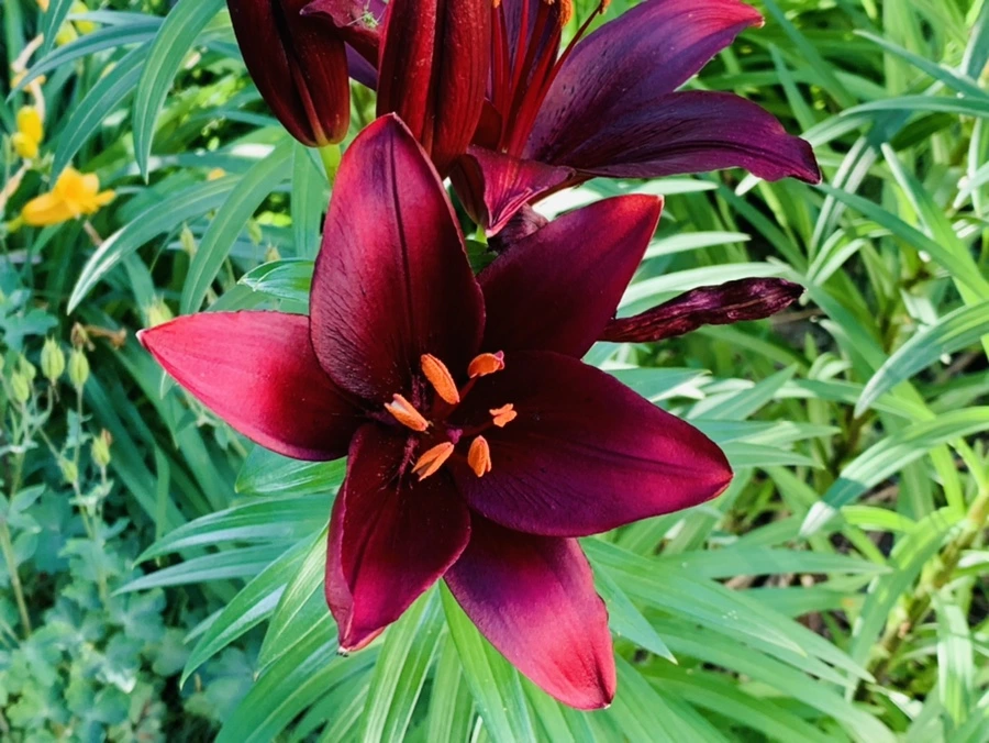 IMG_4793.jpg?type=w966