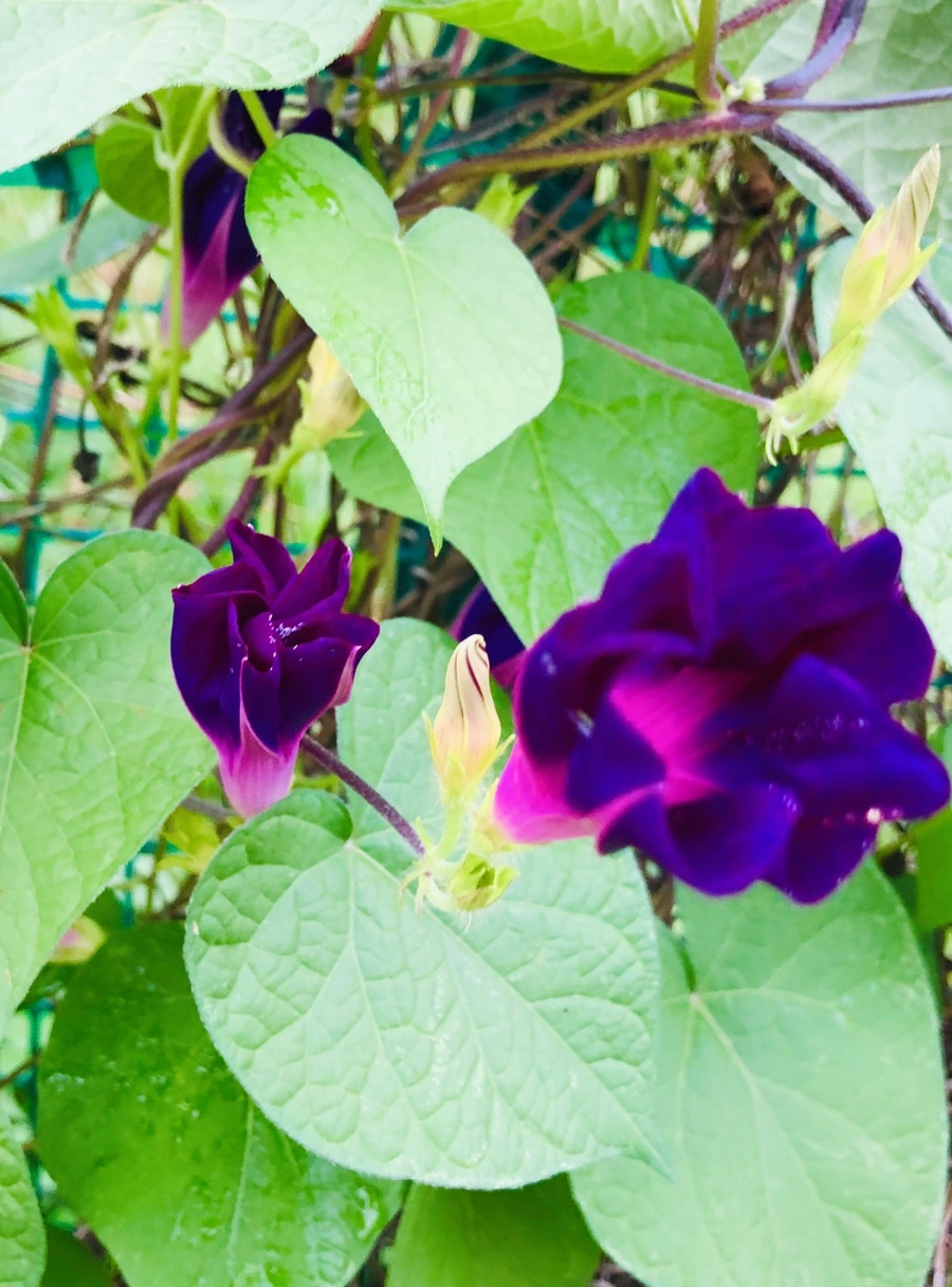 IMG_4309.jpg?type=w966