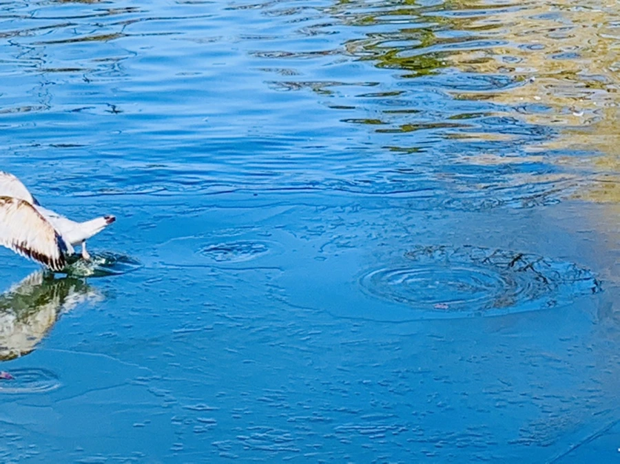 IMG_9063.jpg?type=w966