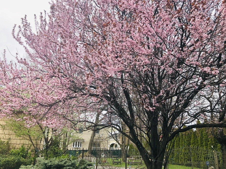 IMG_2887.jpg?type=w966