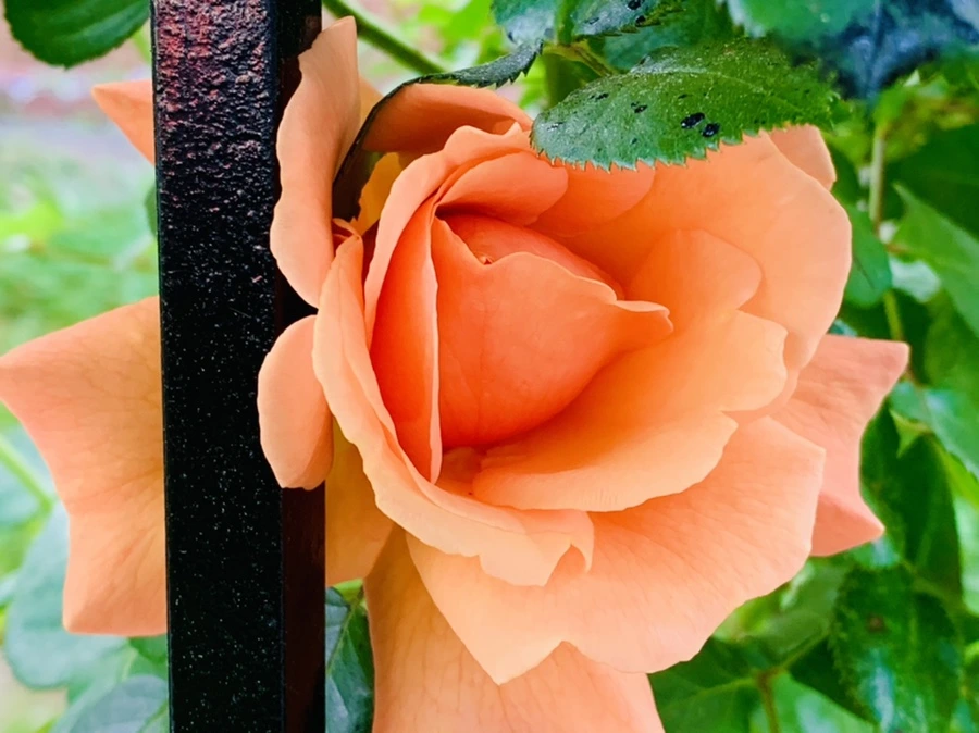 IMG_6636.jpg?type=w966