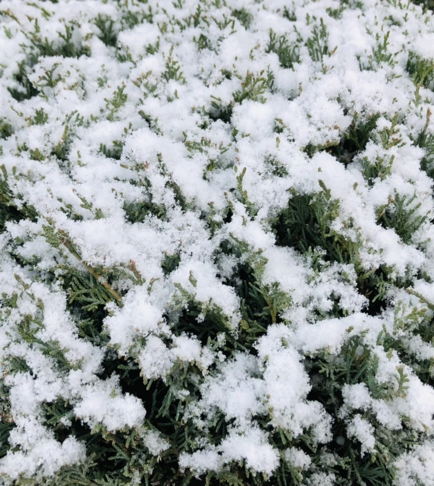 IMG_4456.jpg?type=w966