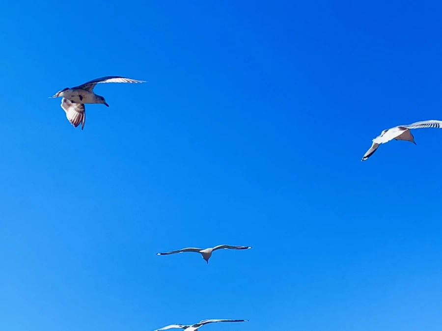 IMG_6673.jpg?type=w966